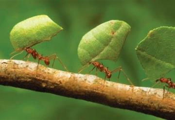 Elimina las hormigas podadoras de tus árboles