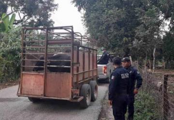 Policías de Huimanguillo logran recuperar camioneta con ganado