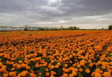 5 usos distintos que puedes darle a la flor de cempasúchil