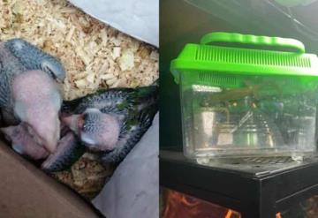 En mercado Mixhuca en CDMX ofrecen animales exóticos y en peligro de extinción