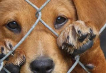 Mueren 12 perros por crueldad animal en Querétaro