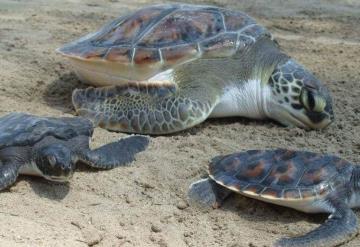 Arriban miles de tortugas golfinas a la playa Escobilla de Oaxaca