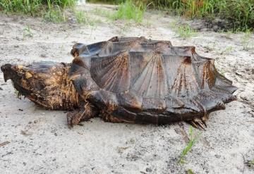 Tortugas caimán a lista de especies amenazadas