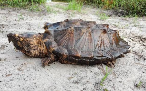 Tortugas caimán a lista de especies amenazadas