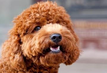 Perrito se va detrás de un camión cisterna para poder bañarse