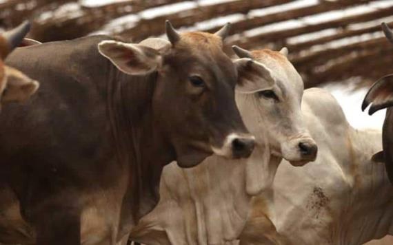 Controla Sedafop brote de rabia paralítica en bovinos