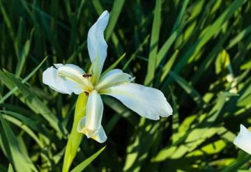 Formas naturales para alejar a las hormigas de tu casa y el jardín