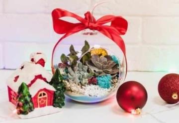 ¿Cómo hacer un terrario navideño de suculentas, cactus y nieve para decorar tu casa?