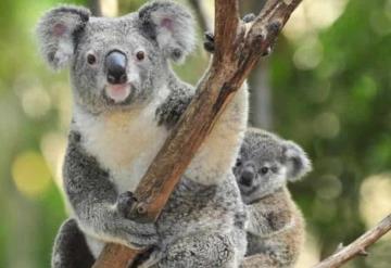 Muerte de koalas por causa de ETS alertan a Australia