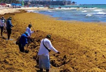 Más de 44 mil toneladas de sargazo se recolectaron en playas de Quintana Roo