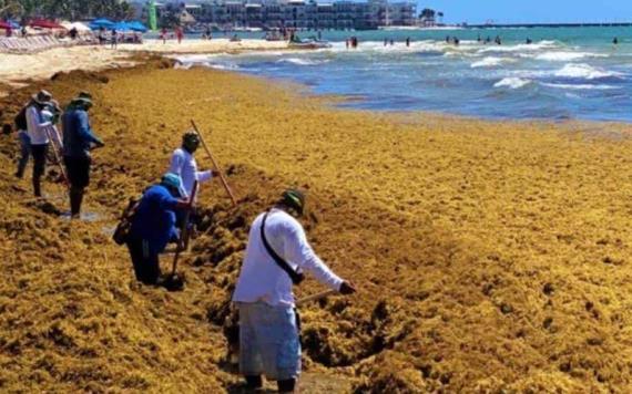 Más de 44 mil toneladas de sargazo se recolectaron en playas de Quintana Roo