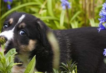 Conoce cuáles son las plantas tóxicas que dañan a tus mascotas