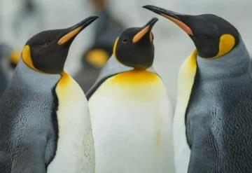 Grupo de niños halla fósil de una nueva especie de pingüino