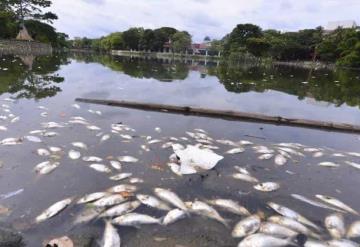 Mortandad de peces en Vaso Cencali