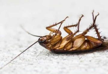 Esta es la razón por la que no deberías aplastar a una cucaracha que se encuentra boca arriba