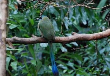 Cambio climático podría estar empequeñeciendo a las aves tropicales