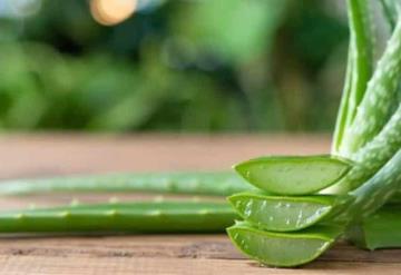 Haz esta crema de aloe vera congelado y maicena para eliminar arrugas en la cara