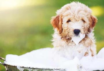 ¿Cada cuánto tiempo deberías bañar a tus perros?