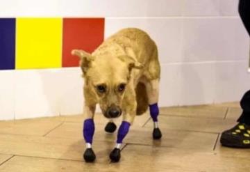 Conoce la historia de Monika, la perrita que volvió a caminar gracias a prótesis