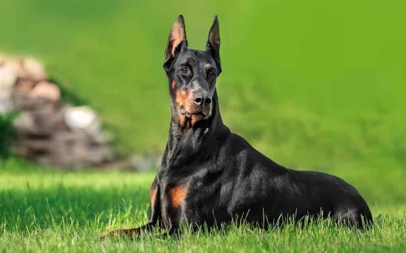 Perros acompañan a su dueña al cajero para protegerla