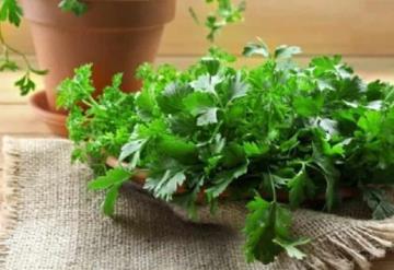 Cómo guardar cilantro y otras hierbas en tu refrigerador