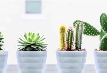 ¿Cómo usar la cal para hacer crecer a tus plantas y protegerlas de las plagas?