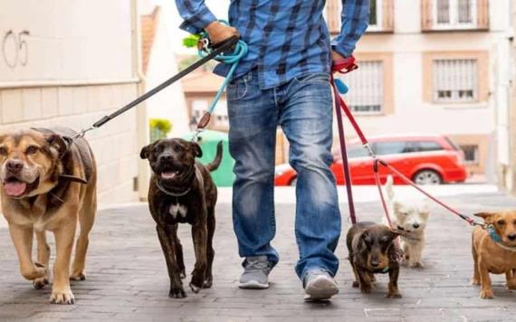 Serán obligatorios los Centros de Bienestar Animal; ¡Ya no más perreras!