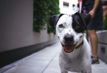 5 razas de perros más cariñosas