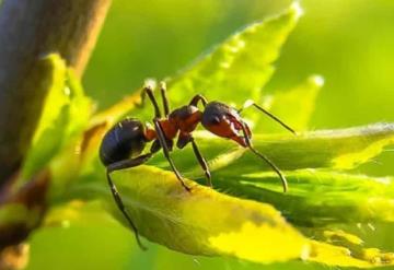 Plantas anti hormigas que además embellecerán tu jardín