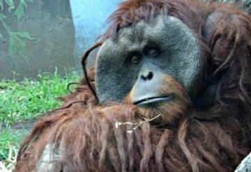 Fallece ‘Toto’, el único orangután del Zoológico de CDMX 