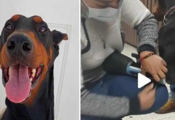 Conoce a Prince el doberman que recibió una prótesis tras perder su pata izquierda