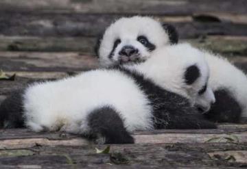 Pandas gemelas son presentadas por primera vez a público en zoo francés