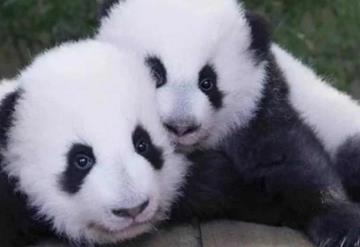 Nacen Gemelas panda en Zoo de Francia, son presentadas por primera vez al público