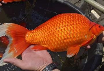 Decenas de peces dorados gigantes aparecen en lagos de Minnesota