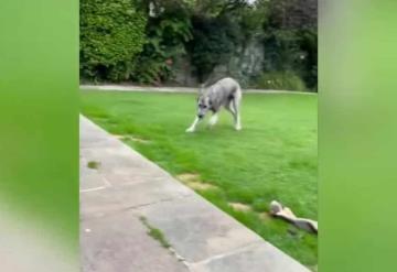 Cachorro de lobo irlandés causa impacto en redes sociales por pesar 65 kilos