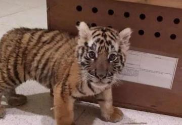 Aseguran cachorro de tigre de Bengala en aeropuerto de Mérida; estaba deshidratado