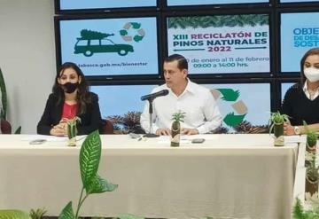 Anuncia la SBSCC va reciclatón de pinos naturales