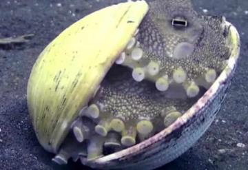 Se viraliza adorable cría de pulpo escondida en concha marina