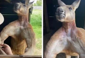 VIDEO: Canguro sorprende en Tik Tok por su musculatura