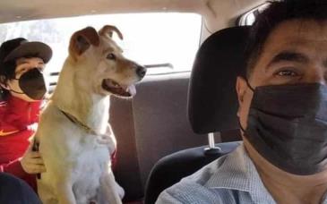 Taxista se vuelve viral por permitir a pasajeros viajar con mascotas