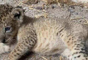 Simba, el primer cachorro de león nacido por inseminación artificial