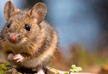 Detectan caso de hantavirus en roedor de Chula Vista