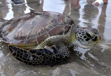 Liberan 43 tortugas gigantes en las Islas Galapagos