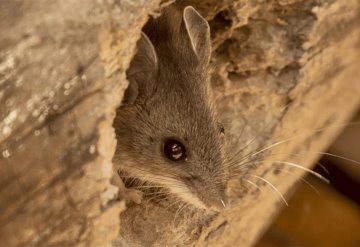 Detectan un caso de hantavirus en California