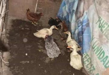 Perros y aves en desnutrición fueron rescatados de un predio en Coacalco