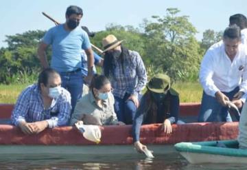 Siembran 200 mil crías de tilapia en laguna Sitio Grande