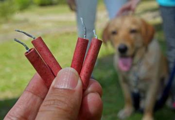 Proponen hasta 6 años de cárcel a quien mate animales con métodos explosivos