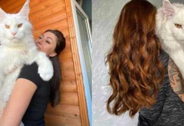 Conoce a Kéfir, "el gato más grande del mundo" que se ha vuelto viral en redes