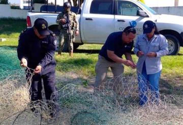 Conapesca contribuye a cuidar a la conservación del manatí.