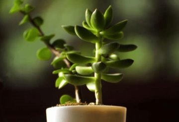 Plantas para decorar la entrada de tu casa y atraer a la abundancia